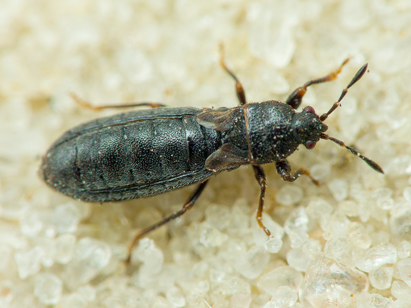 Dimorphopterus spinolae (Signoret, 1857)